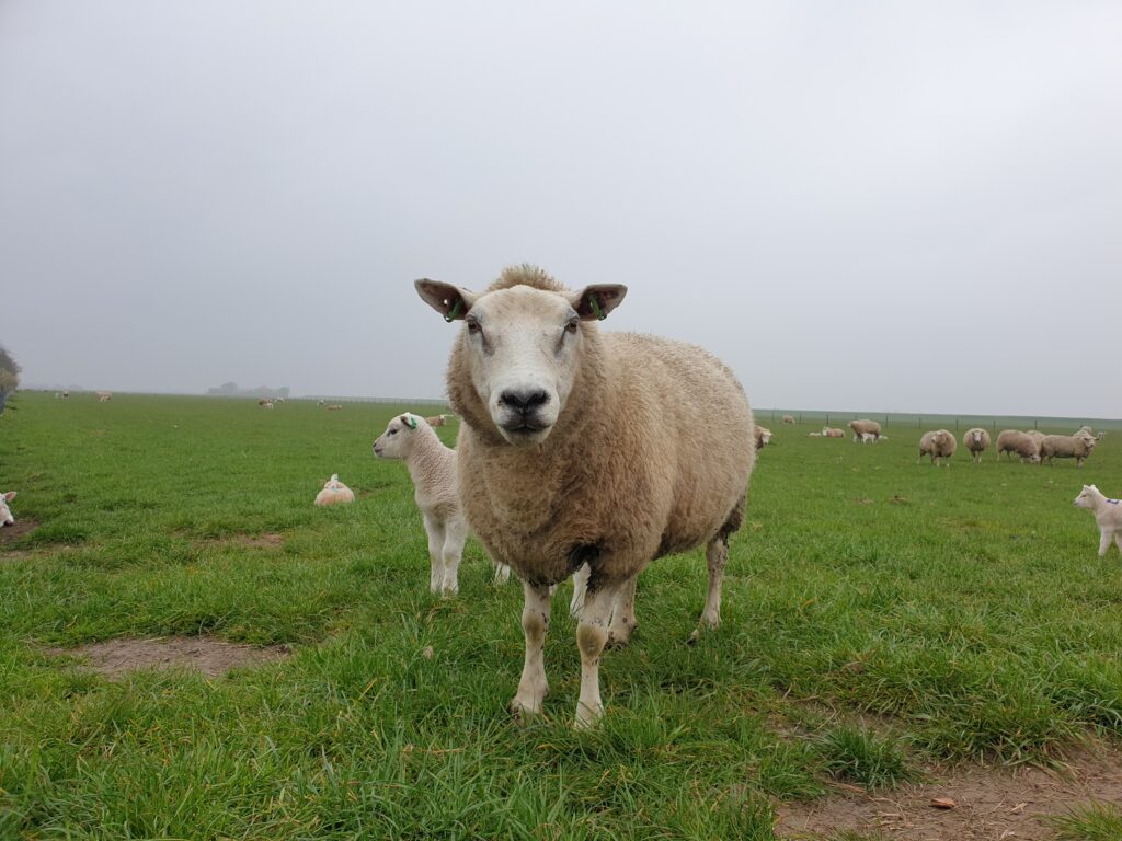 Ein Schaf auf einer Schafweide schaut bei nebligem Wetter in die Kamera. Schule auf dem Bauernhof, Vom Schaf zur Wolle, Hilfsmittel