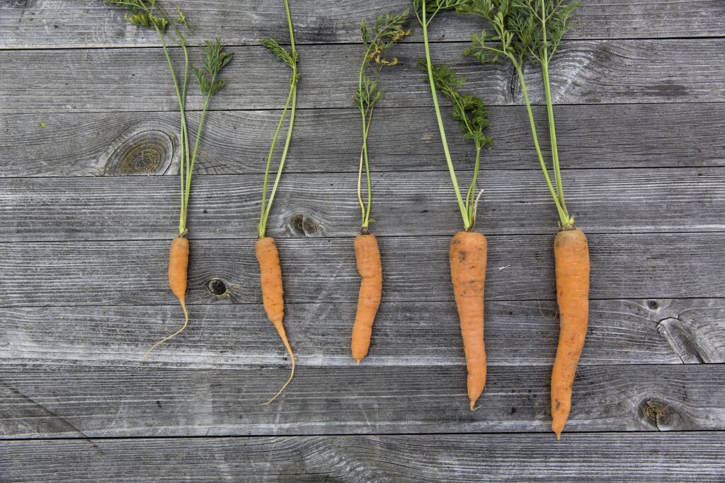 Krumme Karotten, Hilfsmittel und Unterrichtsmaterial zum Thema Gemüse Vom Feld auf den Teller, 