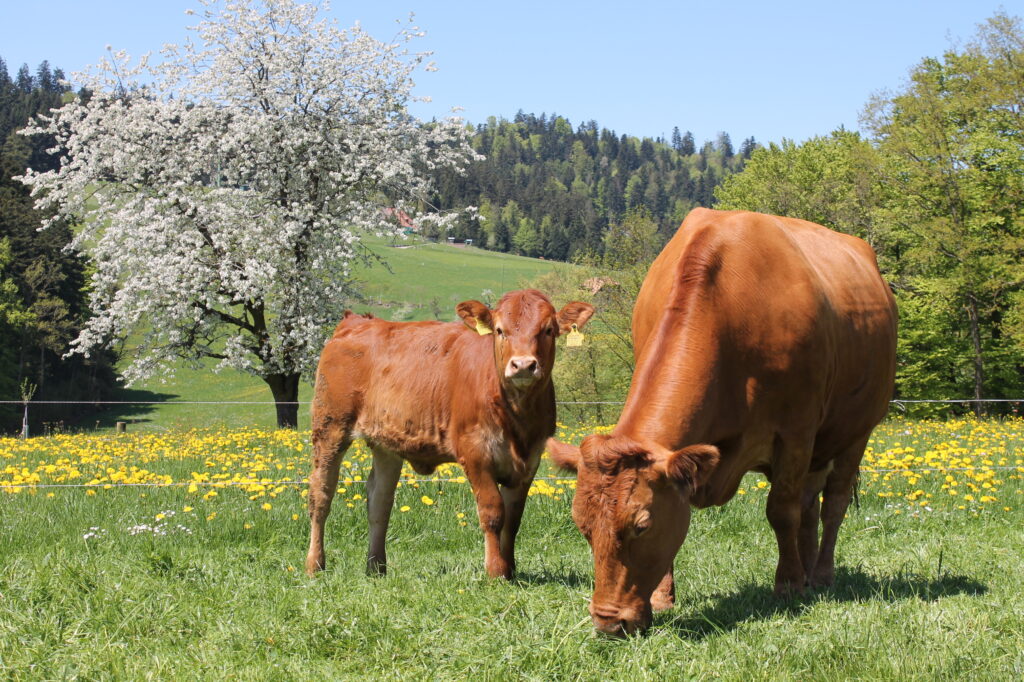 Kühe auf der Weide, Mutterkuhhaltung vom Rind zum Fleisch, 
