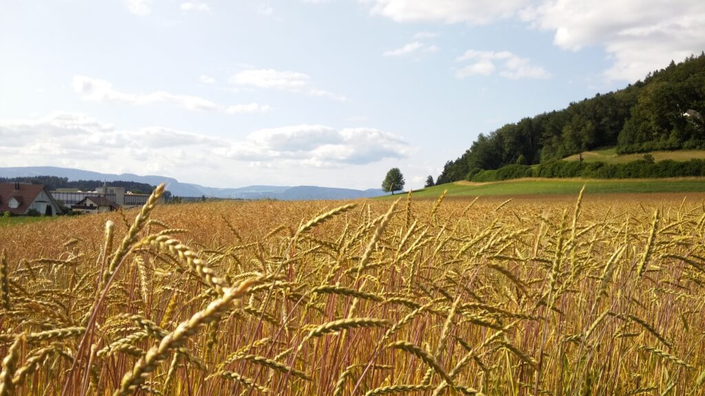 Ein Getreidefeld als Bild für den Weg des Getreides, Schule auf dem Bauernhof