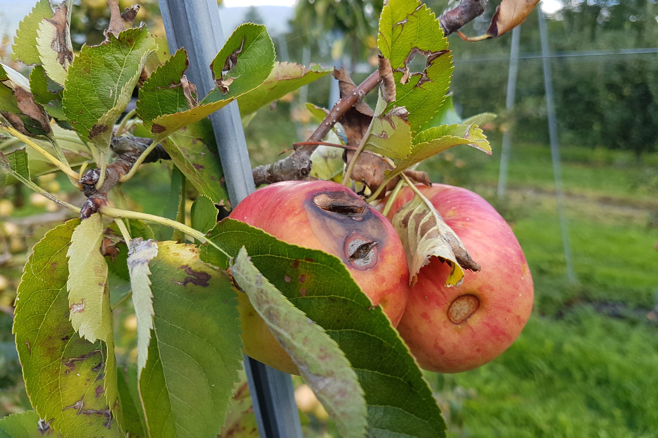 Äpfel mit Hagelschaden als Beispiel, was während der Produktion vom Acker bis auf den Teller alles passieren kann. 
