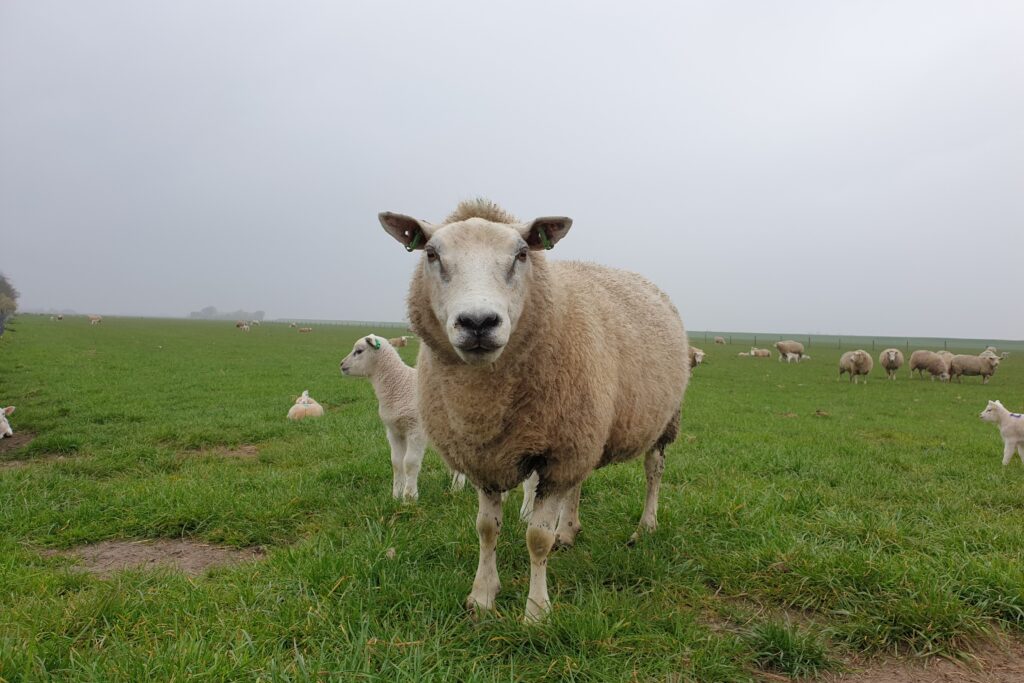 Ein Schaf auf einer Schafweide schaut bei nebligem Wetter in die Kamera. Schule auf dem Bauernhof, Vom Schaf zur Wolle