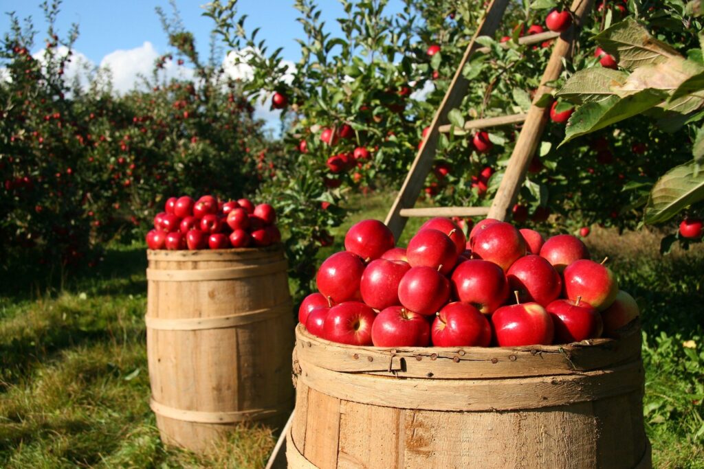 Reife Äpfel geerntet in Fässern in einem Obsthain als Beispiel für den Weg des Obstes