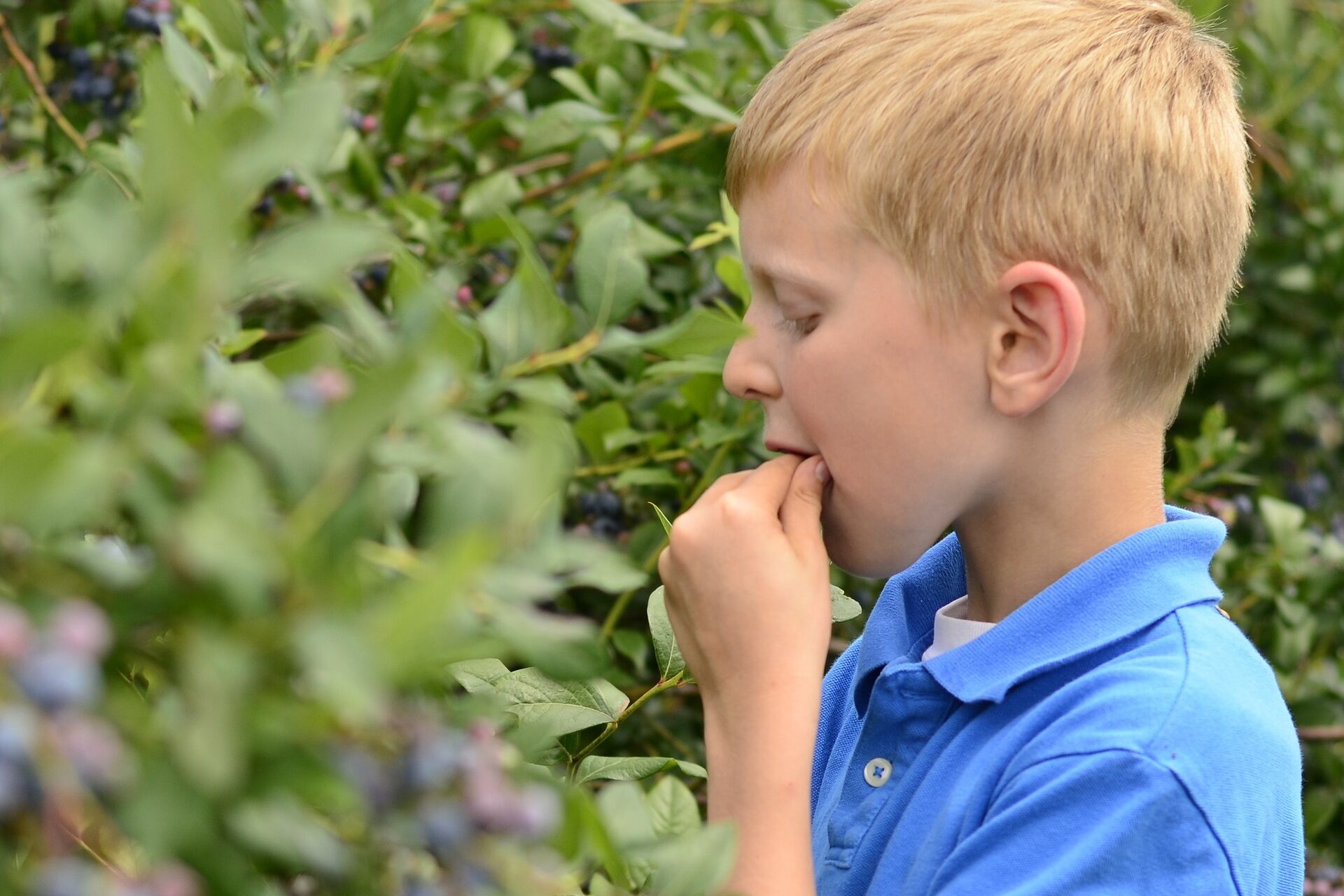 Ein Junge isst Beeren direkt ab dem Strauch als Beispiel für das Thema Ernährung bei Schule auf dem Bauernhof. 