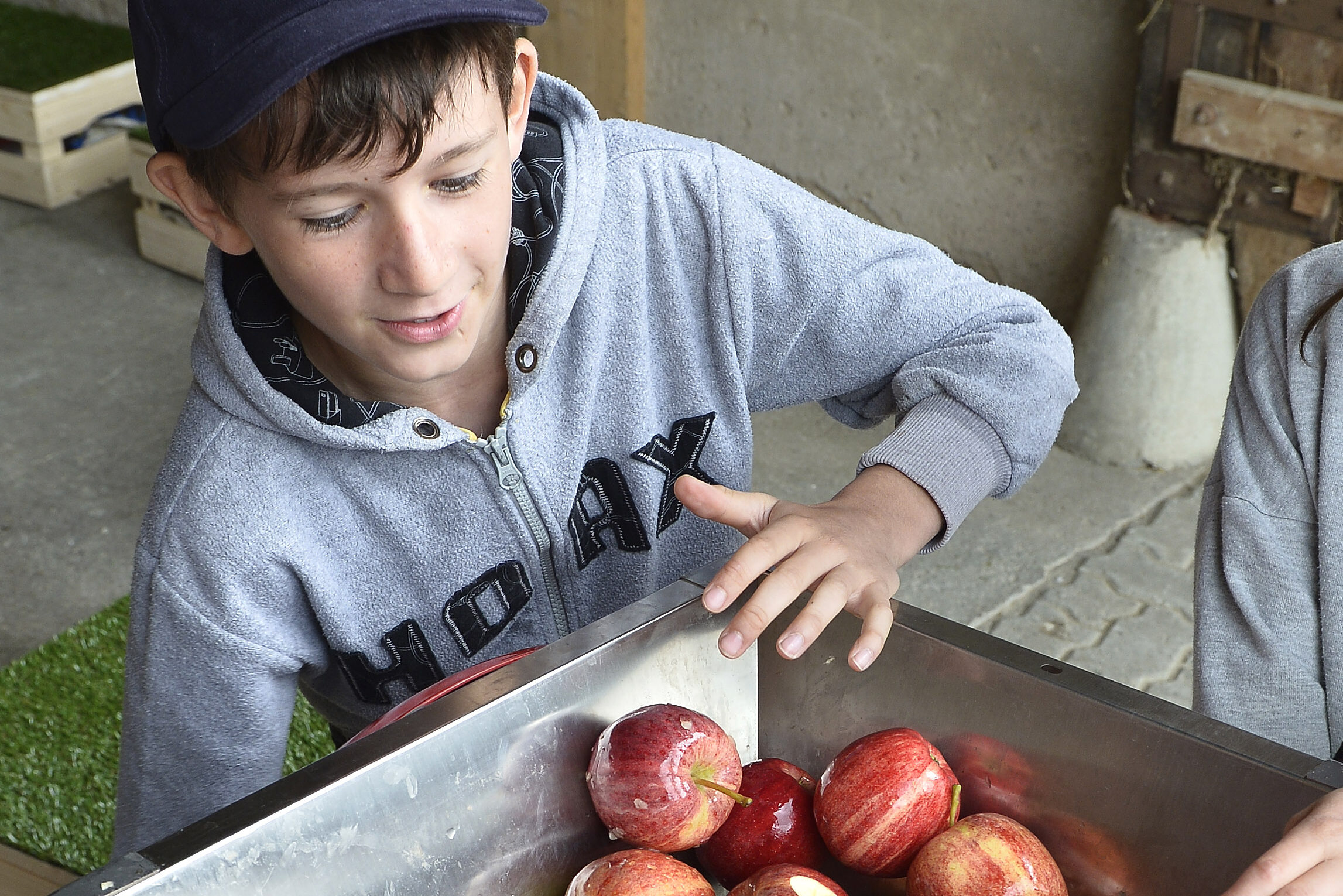 Schüler presst Äpfel zu Most, den Weg des Obstes vom Apfel zum Most kennenlernen.