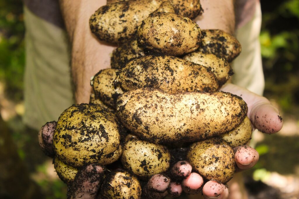 Dreckige Kartoffeln gestapelt auf den Händen werden gehalten als Symbolbild für das Schule auf dem Bauernhofthema Von der Kartoffel zu den Chips. 
