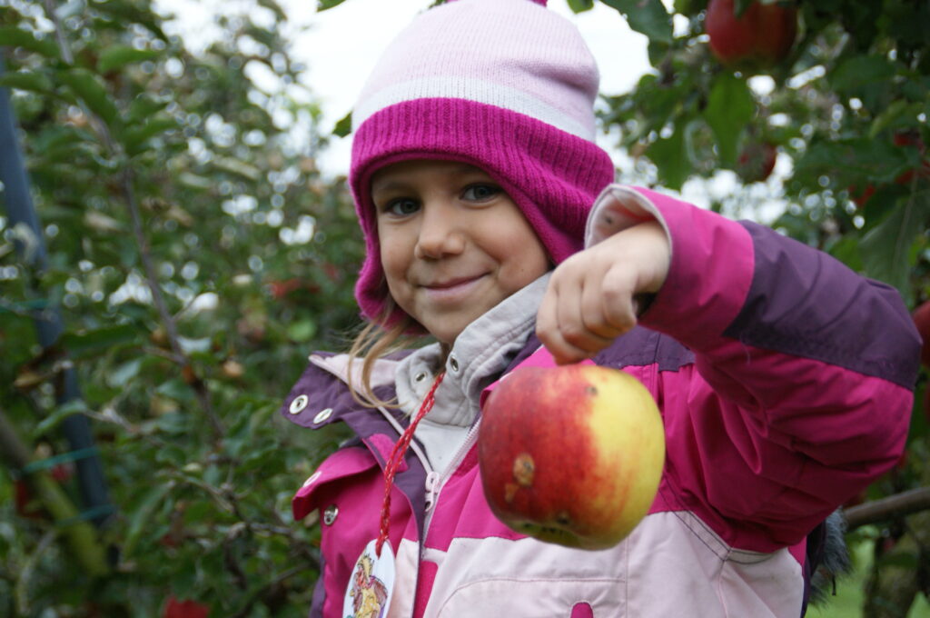 Kind bei der Apfelernte, einen nachhaltigen Umgang mit der Natur lernen auf dem Acker und in der Obstplantage