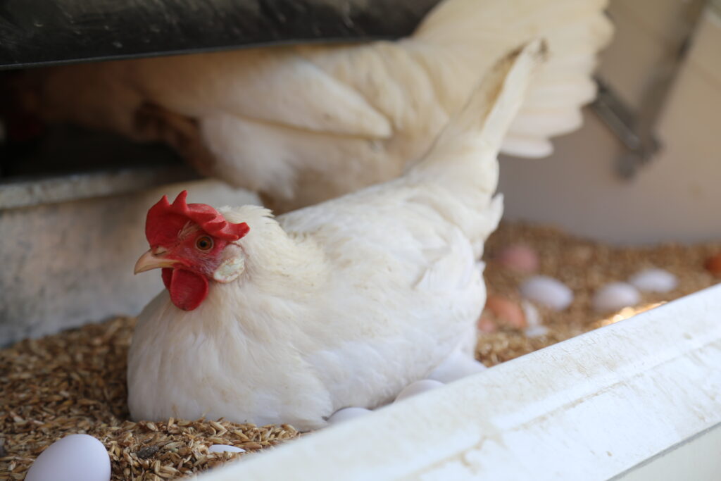 weisses Huhn am Eier legen 
Arbeitsblatt und Unterrichtsmaterial Hilfsmittel
