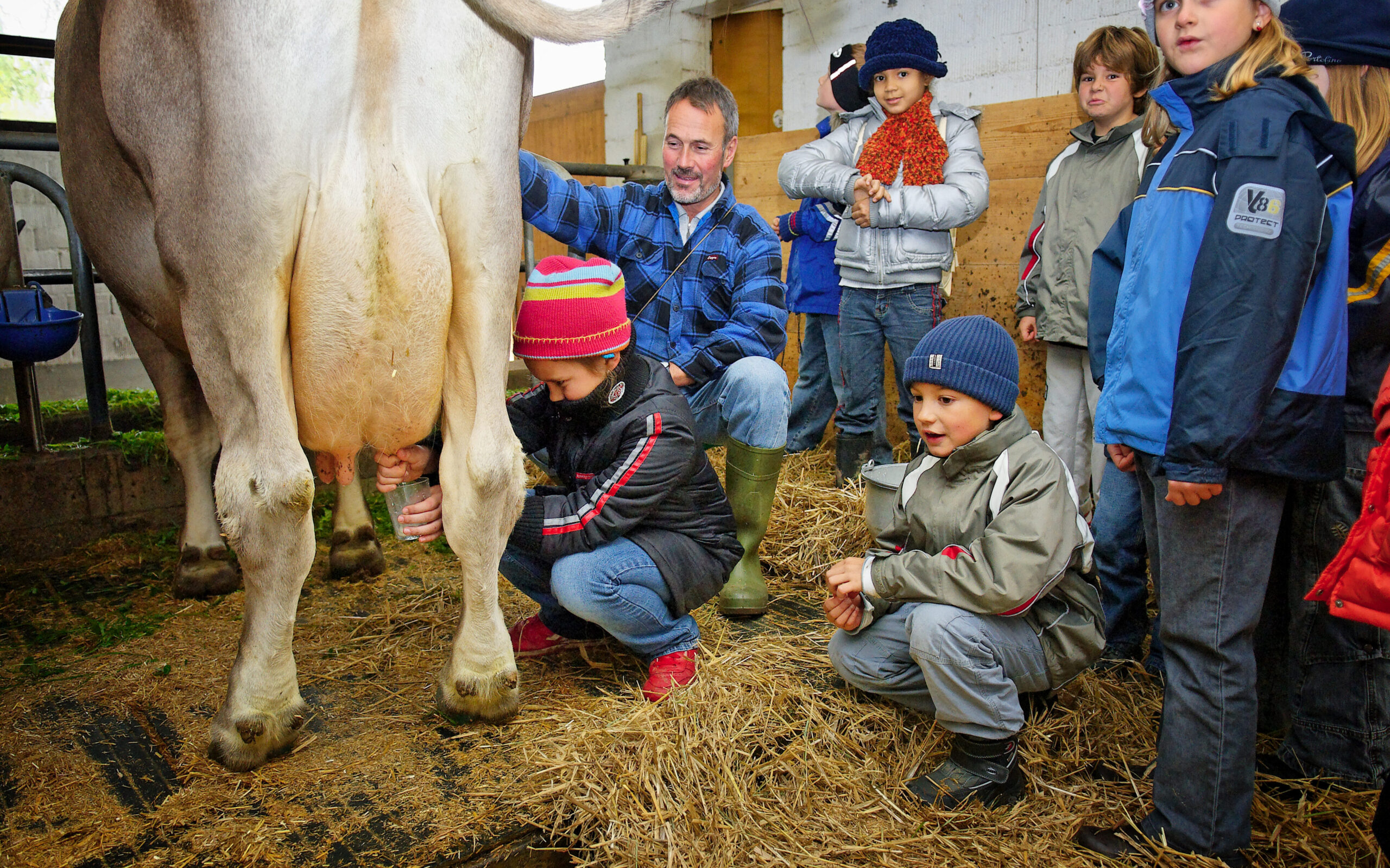 Kinder sehen woher die Milch kommt, Kinder im Stall bei einer Kuh mit dem Bauern