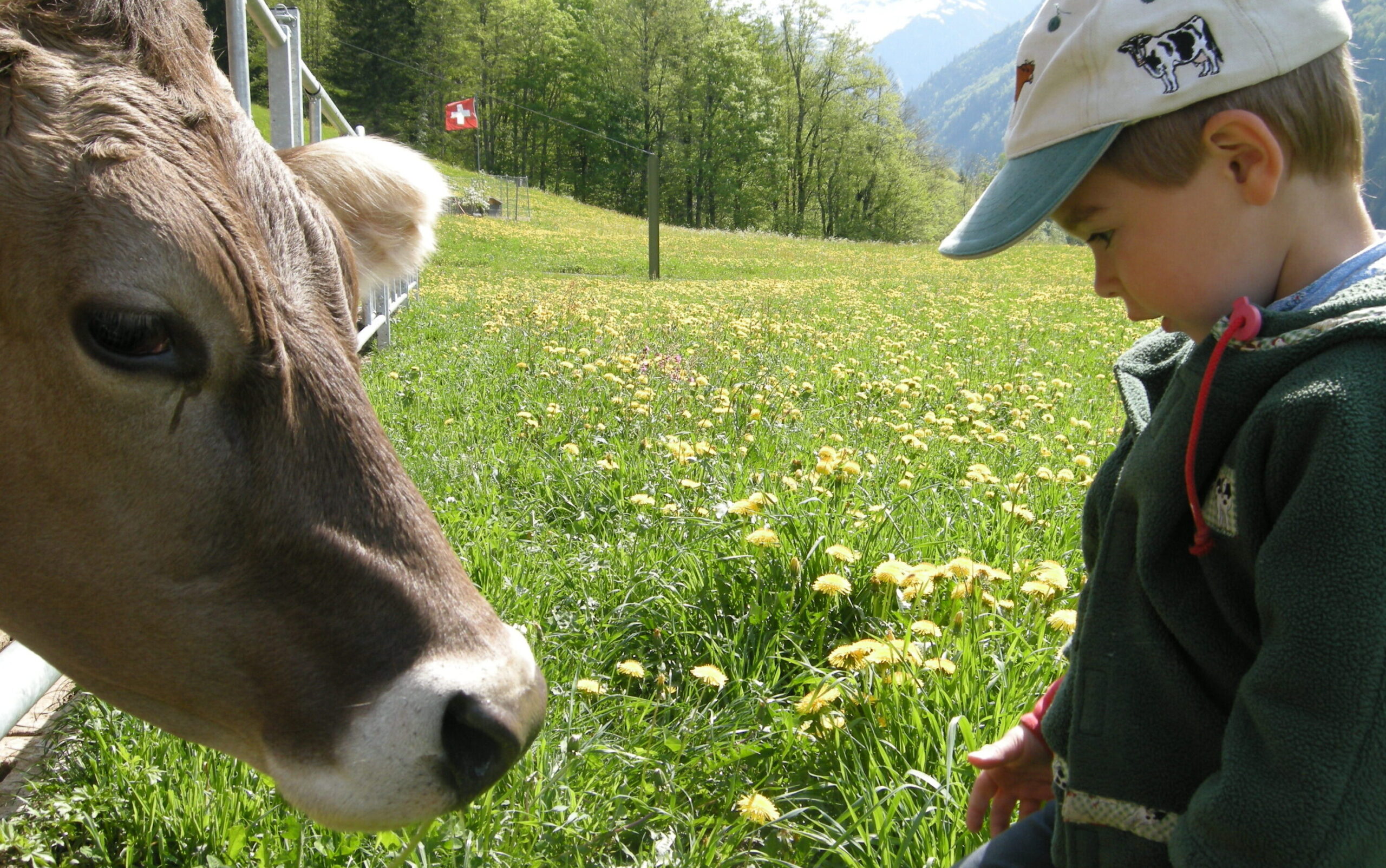 Kind beobachtet Kuh, Kuh im Stall und auf der Weide beobachten und von ihnen und über die Tiere lernen