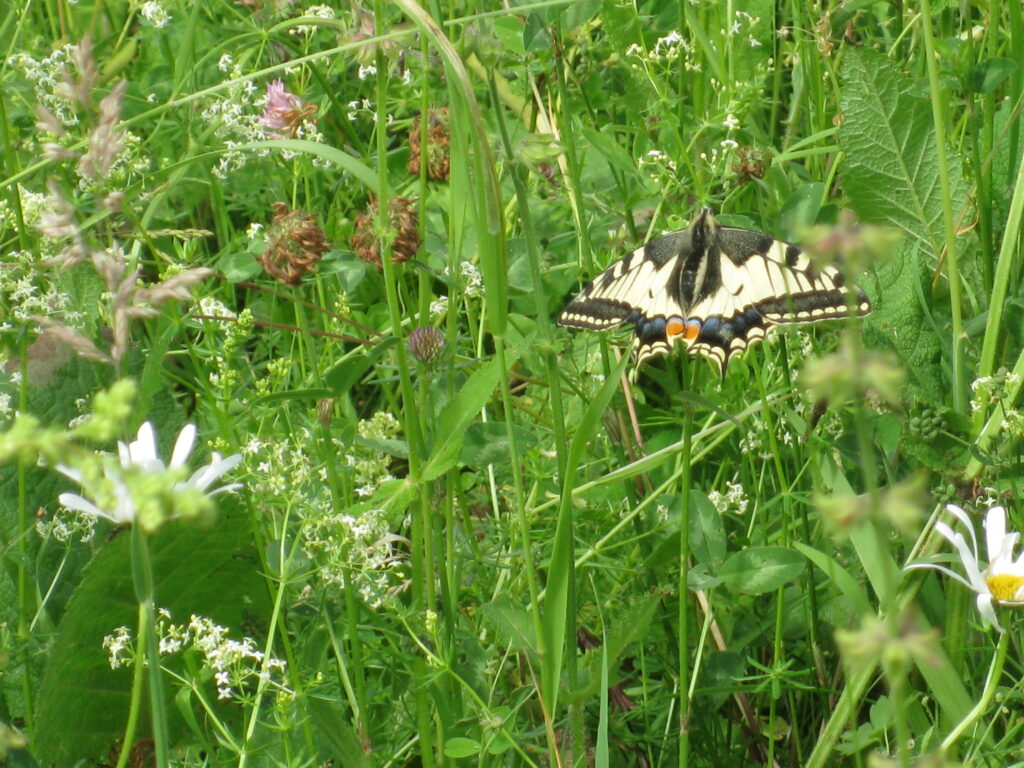 Ein Schmetterling auf grüner Wiese als Zeichen von Biodiversität und nachhaltiger Landbewirtschaftung. 