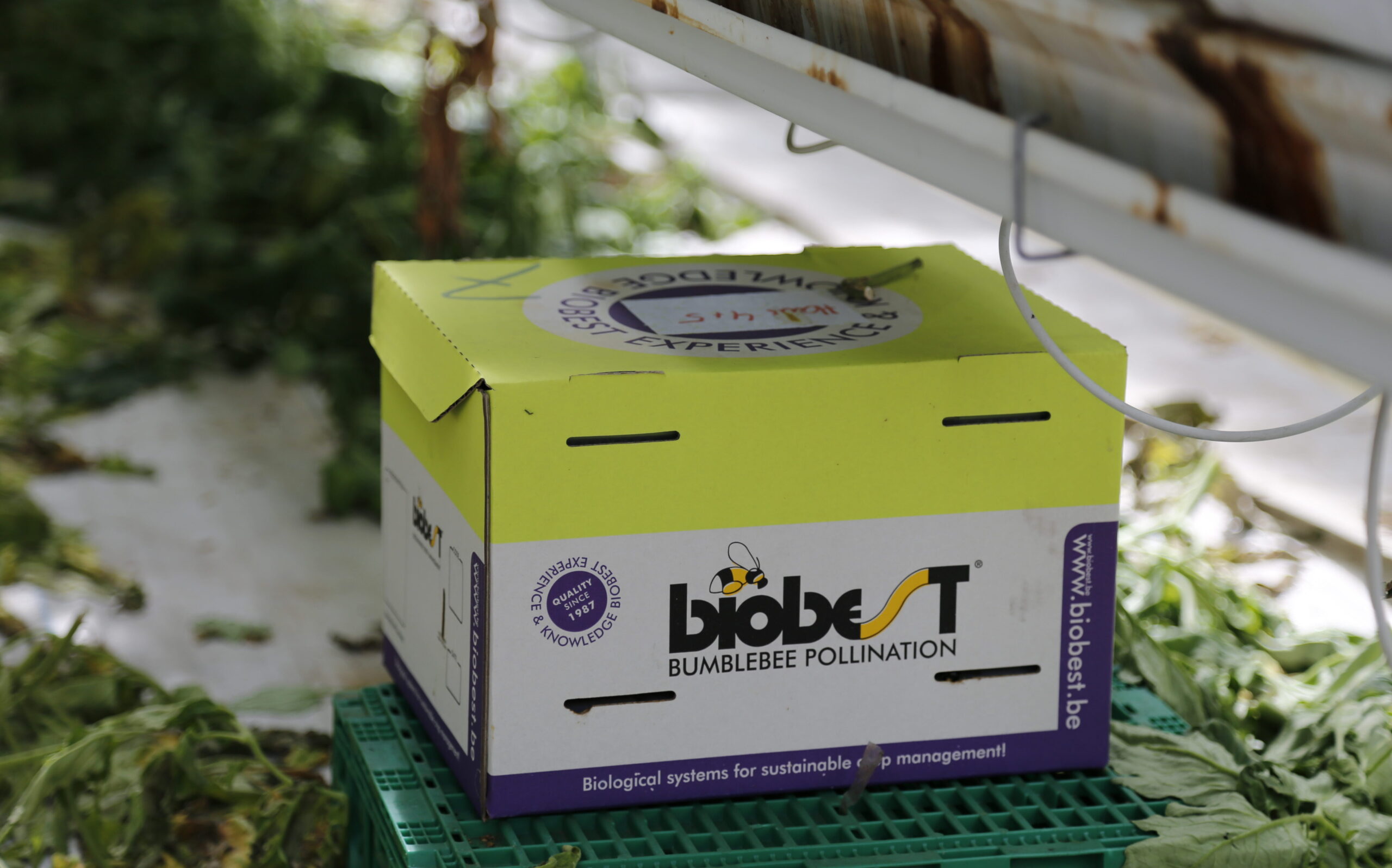 Eine Kiste mit Bienen oder Hummel. Insekten sind Nützlinge Bestäuber und tragen zur Fruchtbarkeit im Gewächshaus bei. 