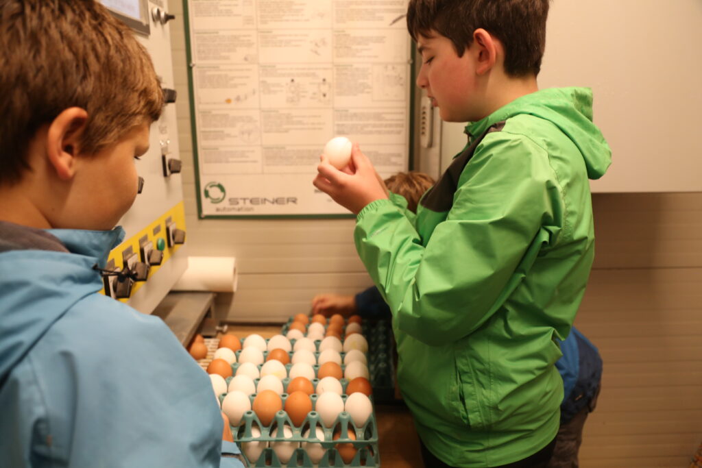 Kinder sammeln Eier, mechanisch, Mechanisierung auf dem Bauernhof, Bauernhoftiere