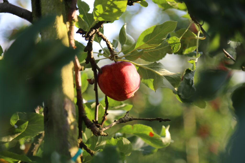 Ein erntereifer Apfel als Beispiel von nachhaltigem Anbau von Obst, Regionaler und Saisonaler Konsum von Obst fördert die Nachhaltigkeit. 