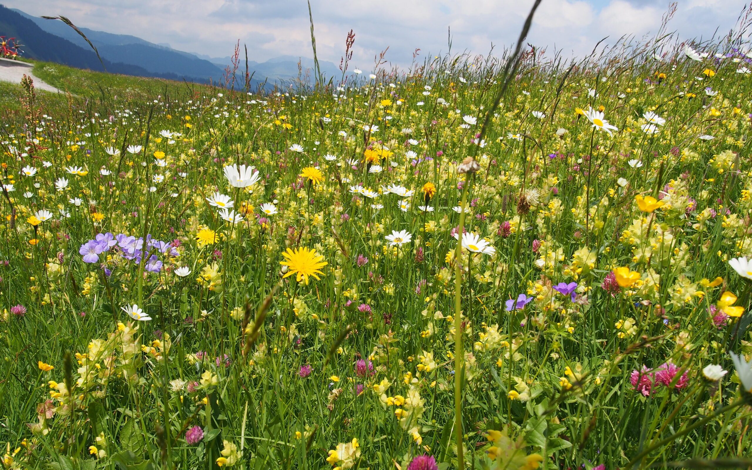 Eine farbige Blumenwiese zeigt Biodiversität. Je bunter desto nachhaltiger. 
