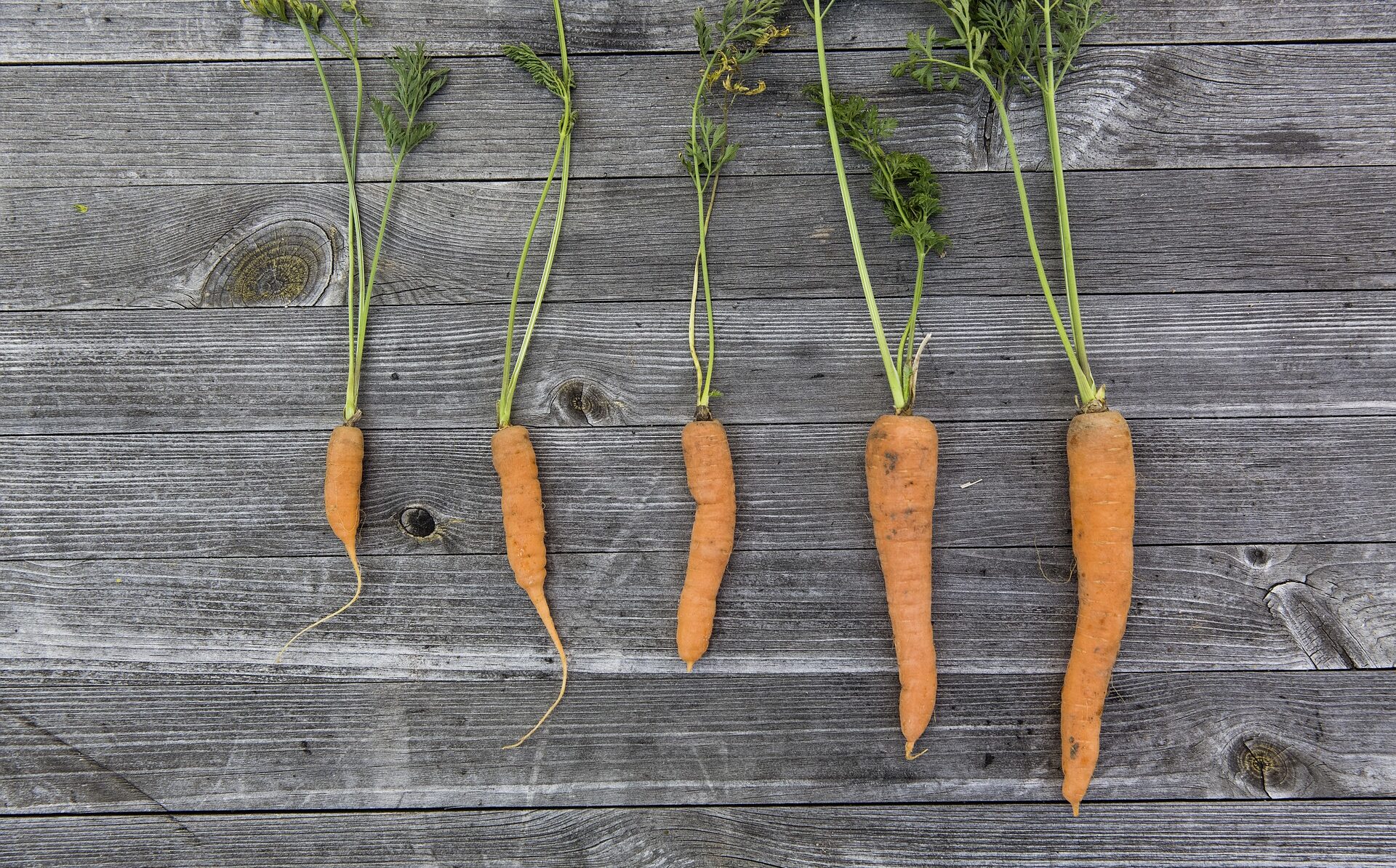 Verschieden grosse und krumme Karotten als Beispiel für Food Waste und diese sind immer noch geniessbar. Lebensmittelverschwendung Gesundheit