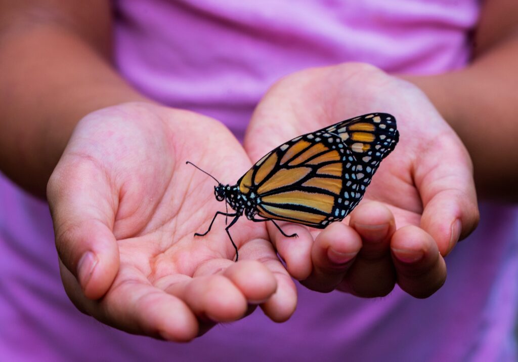 Ein Schmetterling in der Hand eines Kindes als Zeichen von Nachhaltigkeit und Natur
