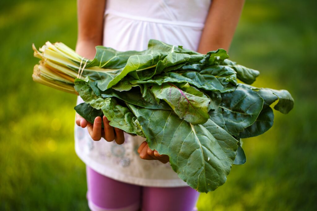 Frisches Gemüse als Beispiel für den Weg des Gemüses. Die Schülerinnen und Schüler lernen wie Gemüsegärtnereien funktionieren. 