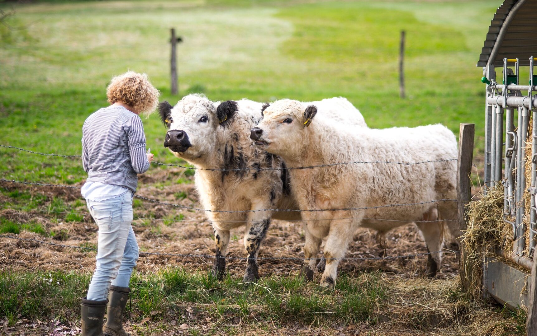 Kühe und Rinder auf der Weide beobachten. Schülerinnen und Schüler lernen mehr über die spannenden Tiere