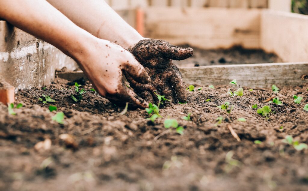 Hände pflanzen einen Setzling in den Boden. Schüler:innen lernen so den Umgang mit nachhaltiger Ernährung. 