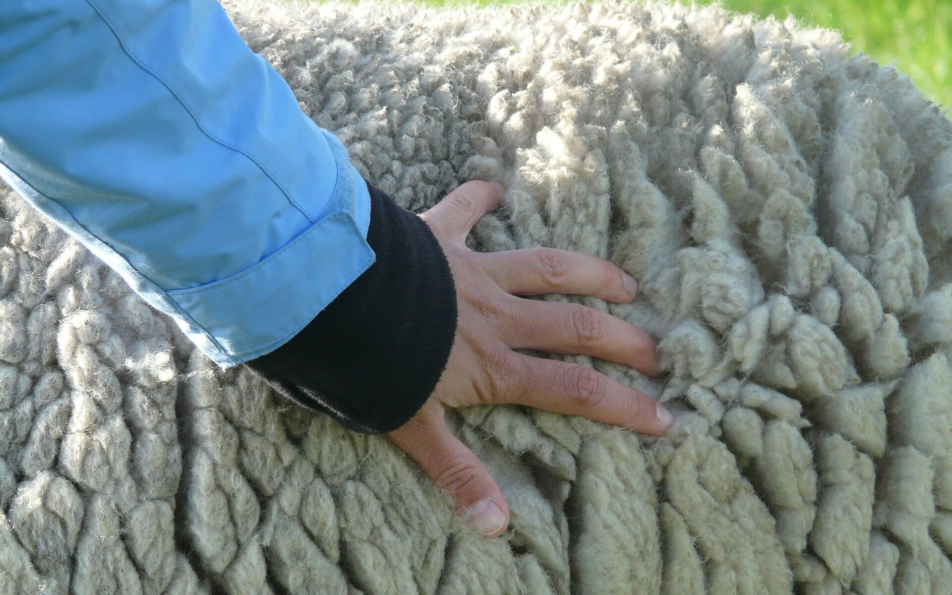 Schafwolle berühren und mehr über die wolligen Tiere erfahren. Vom Schaf zur Wolle