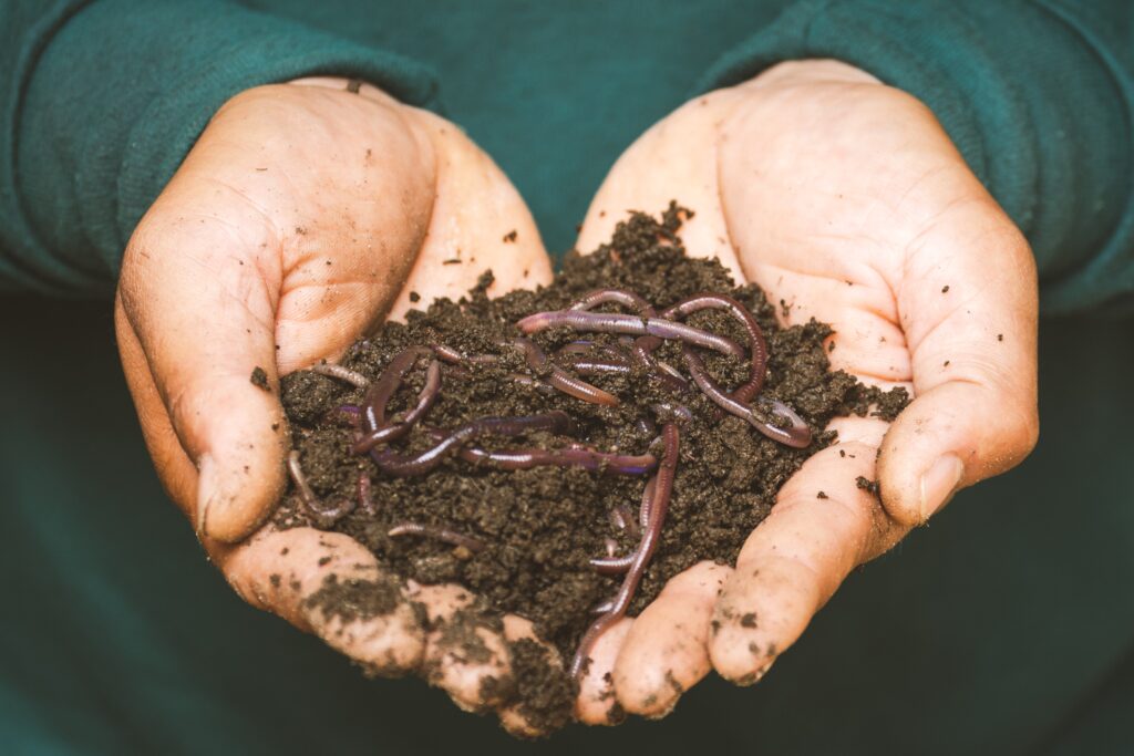 Eine Person hält Erde mit Regenwürmern. Im Boden leben viele Tiere, Nützlinge wie Schädlinge zum Beispiel Regenwürmer. 