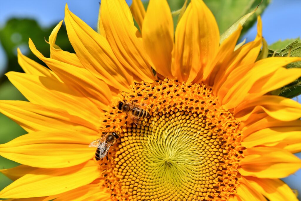 Biene sammelt Nektar auf Sonnenblume
